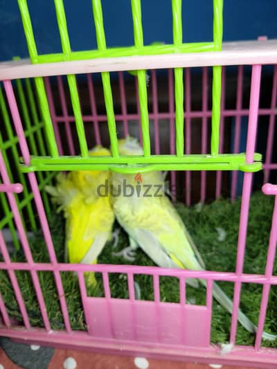 جوز فلل لاسونج علامات تقيله
