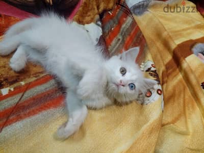 قطه للبيع