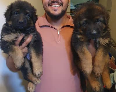 German shepherd puppies show line pure breed