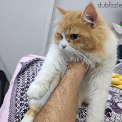 دكر شيرازي سنتين