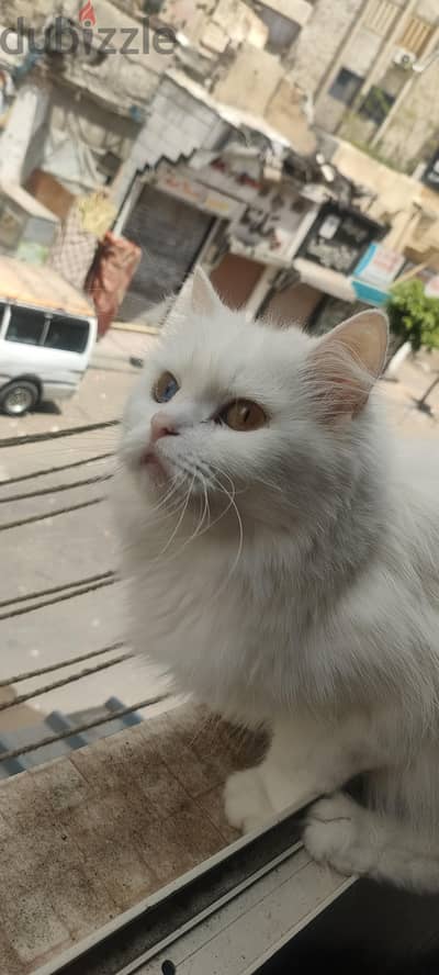 قطة للتبني