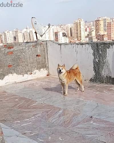 نتايه حايضه