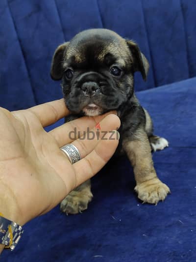 french bulldog  فرنش بولدوج
