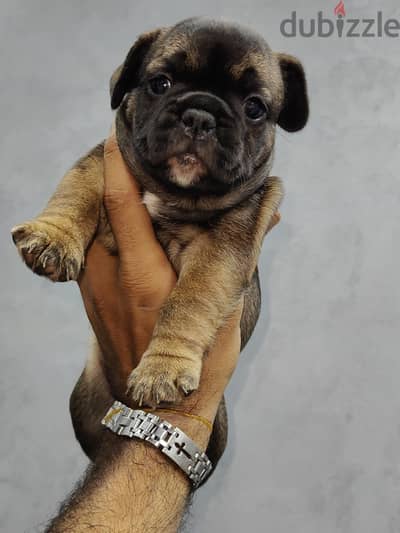 french bulldog  فرنش بولدوج