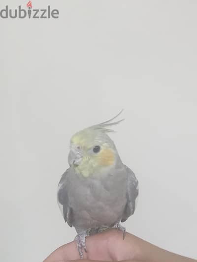 عصافير زينه