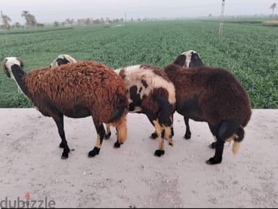 اغنام برديسي بيور