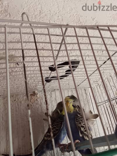مجموعه عصافير كوكتيلات +انصاص+ فولال