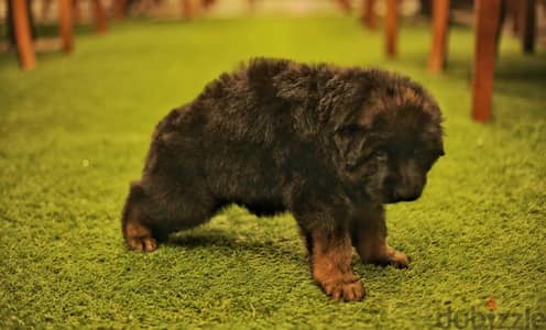 German shepherd puppies male female German جراوي جيرمن شيبرد ذكر انثي
