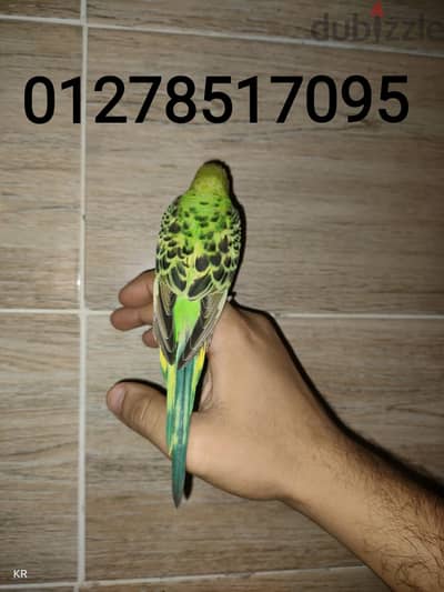عصافير
