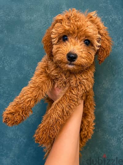 Toy poodle puppies توي بودل جراوي
