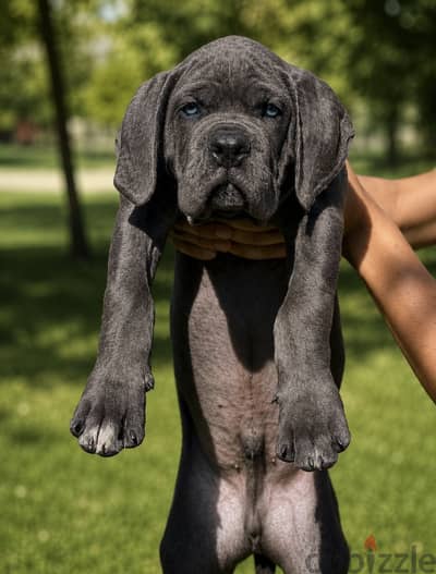 Cane corso puppies كين كورسوو