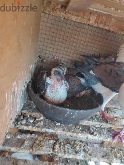 عش مودينا ايطالي بيور