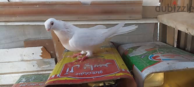 طيرة أسترالية