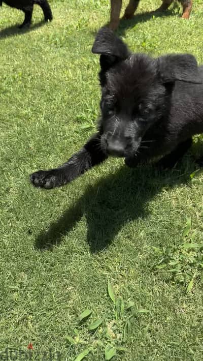 German Shepherd Female Puppy | Royal Black | FCI Pedigree upon request