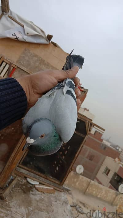 حمام زاجل
