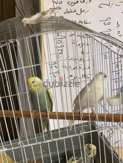 متاح عصافير استرالي
