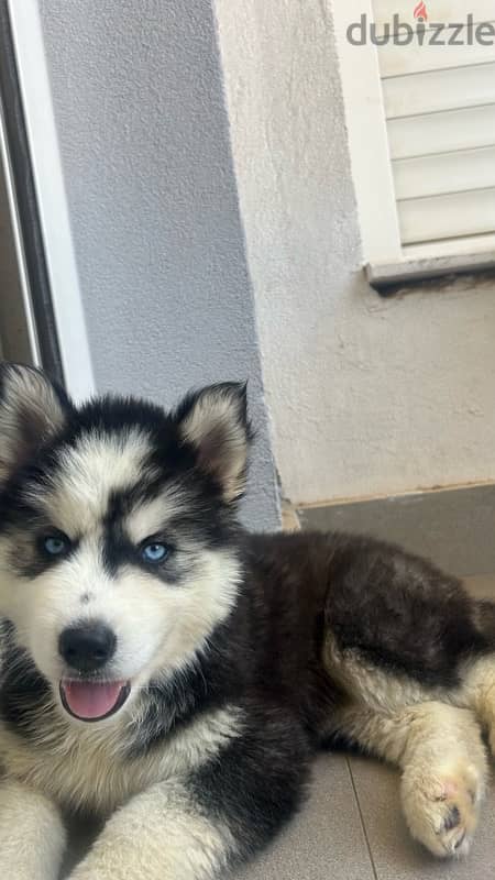 pure husky male 1