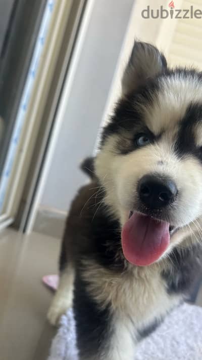 pure husky male