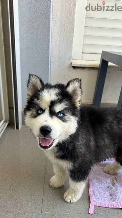 pure husky male