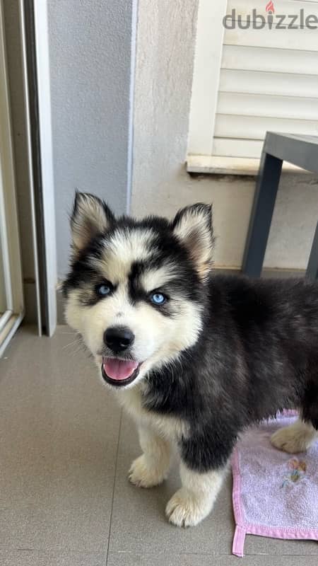 pure husky male 2