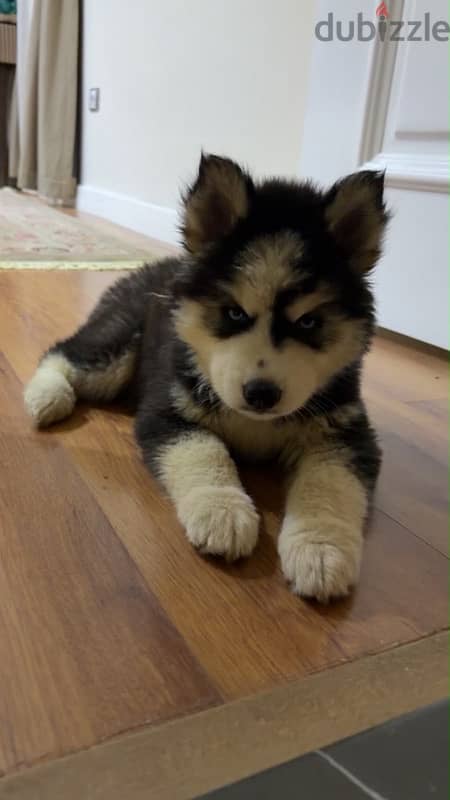 pure husky male 3