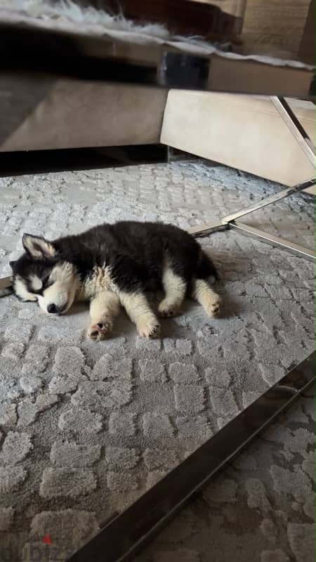 pure husky male 4