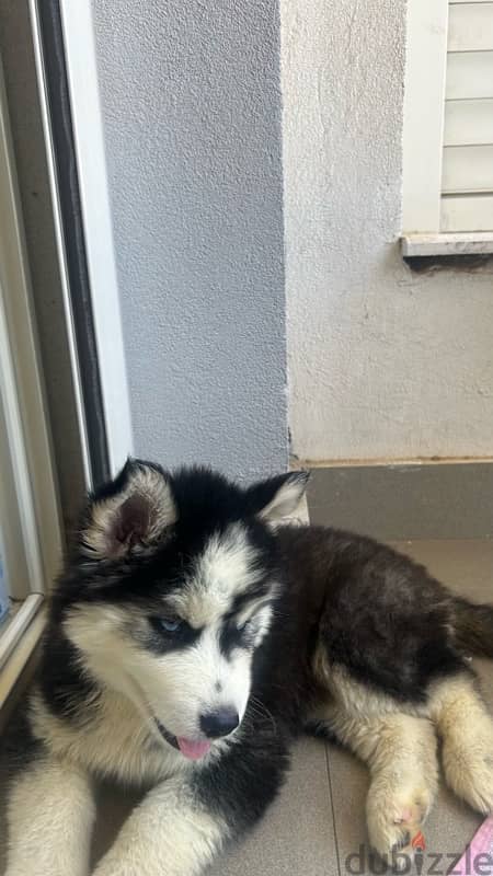 pure husky male 5