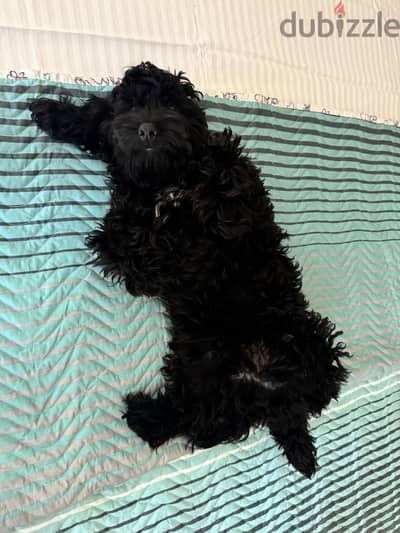 Cockapoo dog
