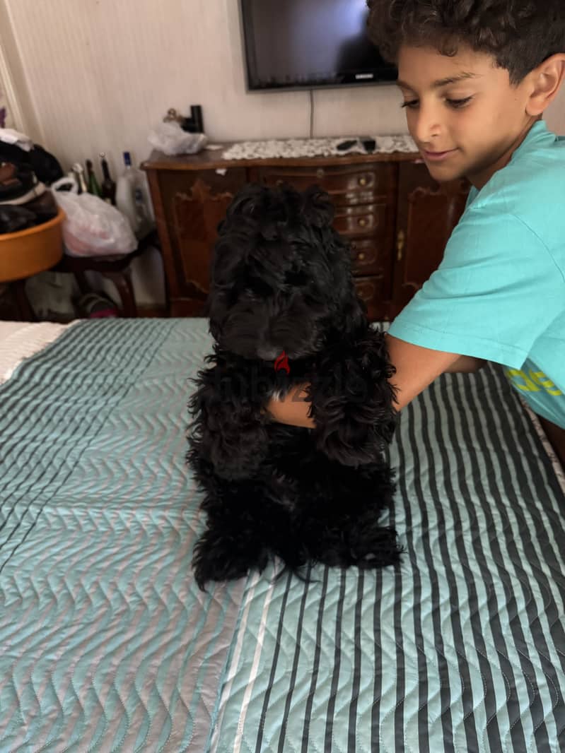 Cockapoo dog 1