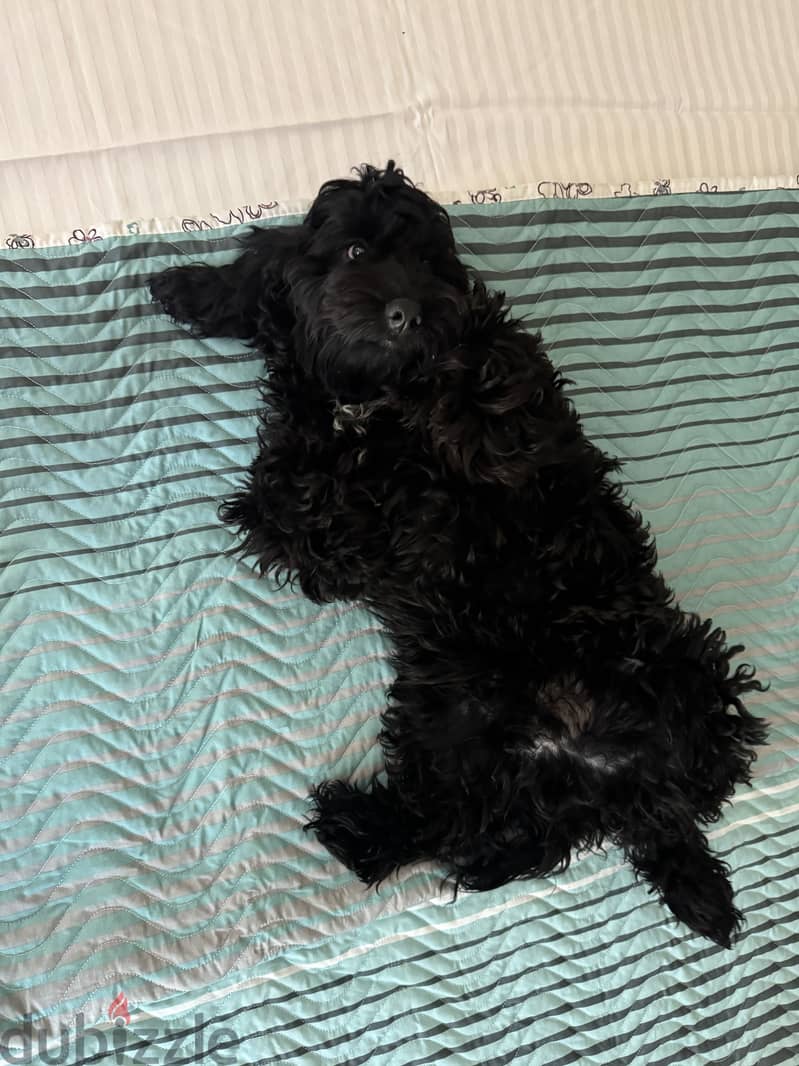 Cockapoo dog 2
