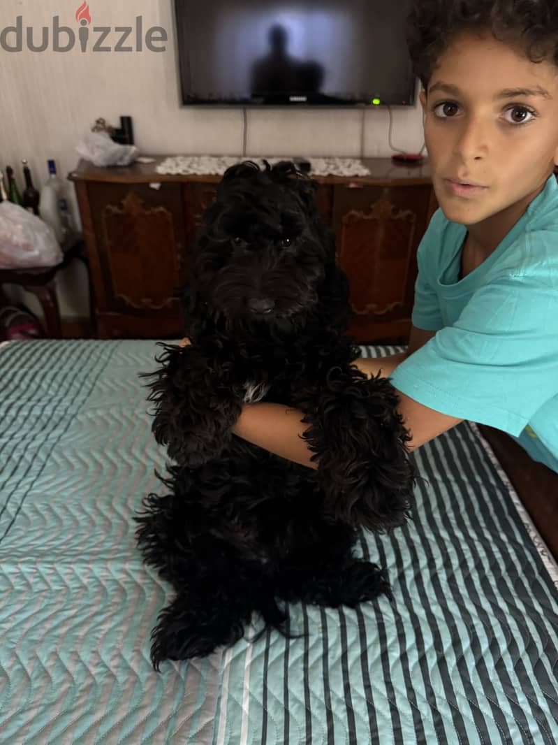 Cockapoo dog 3