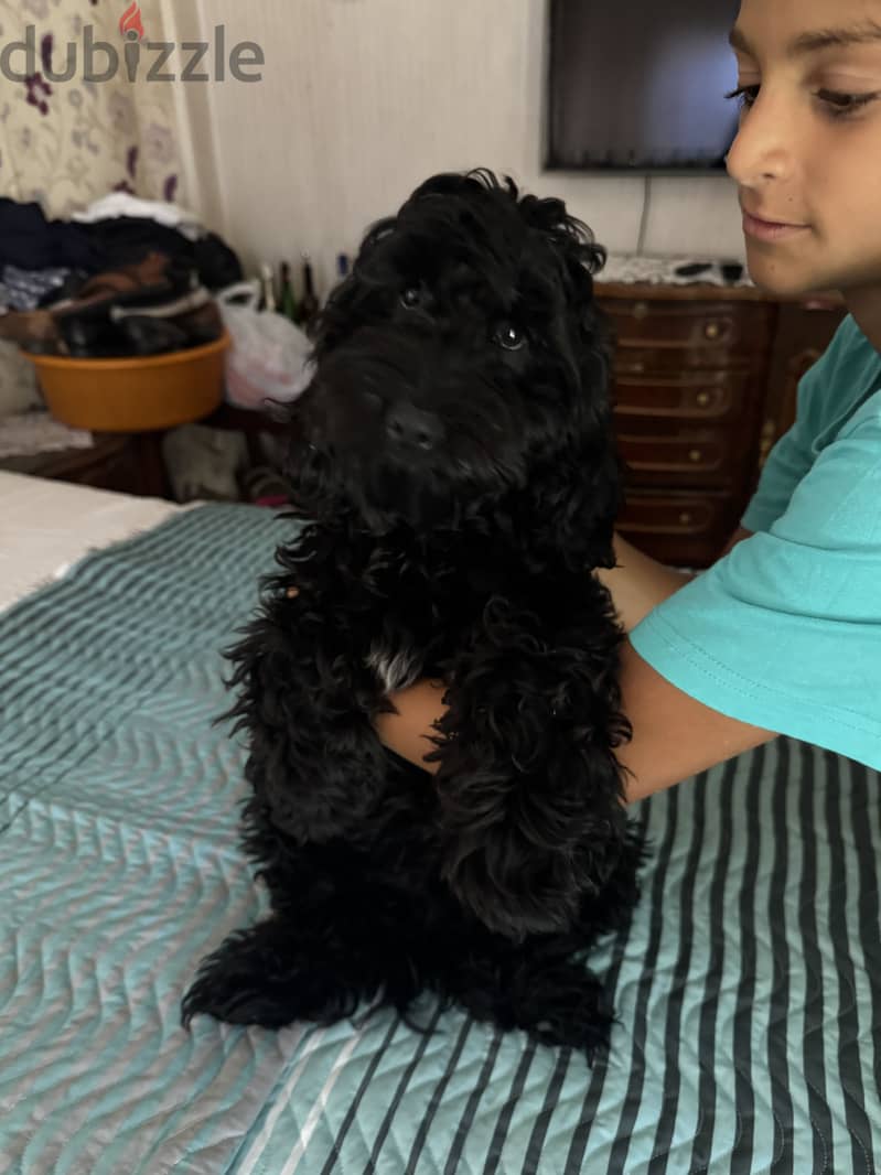 Cockapoo dog 4