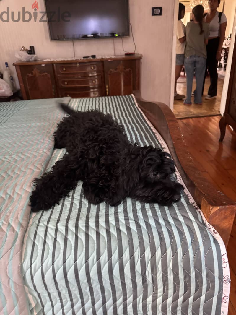 Cockapoo dog 5