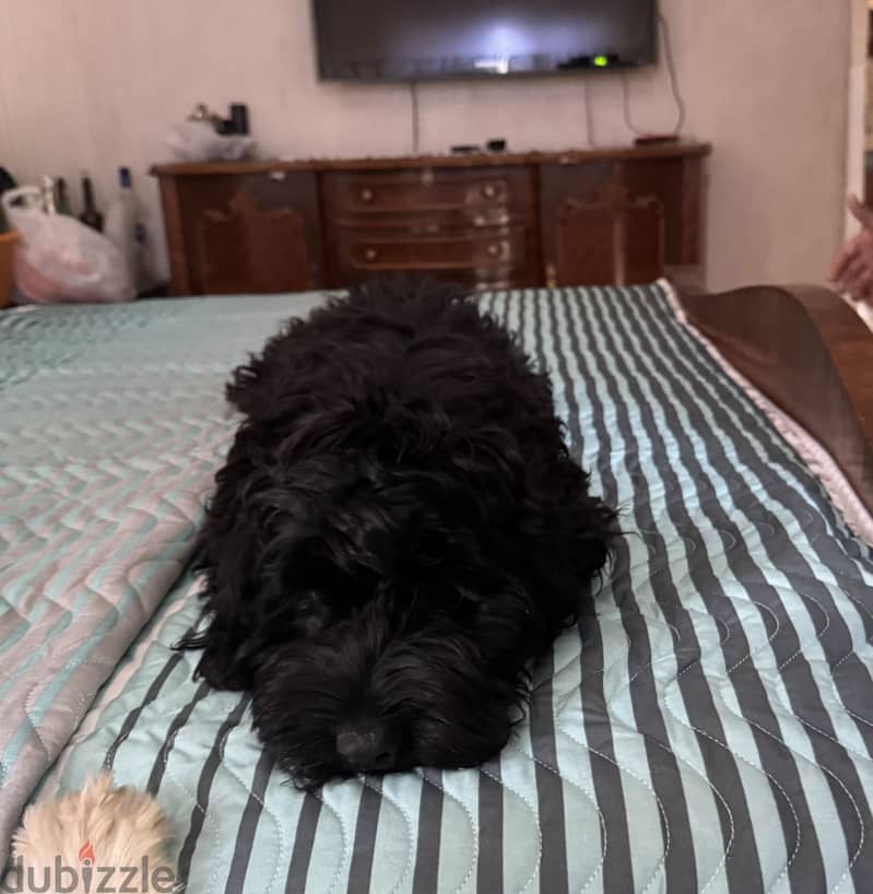 Cockapoo dog 6