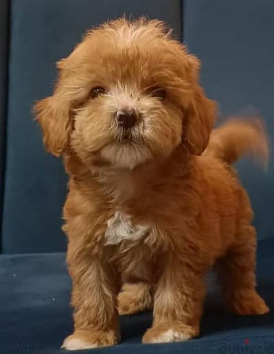 maltipoo & poodle