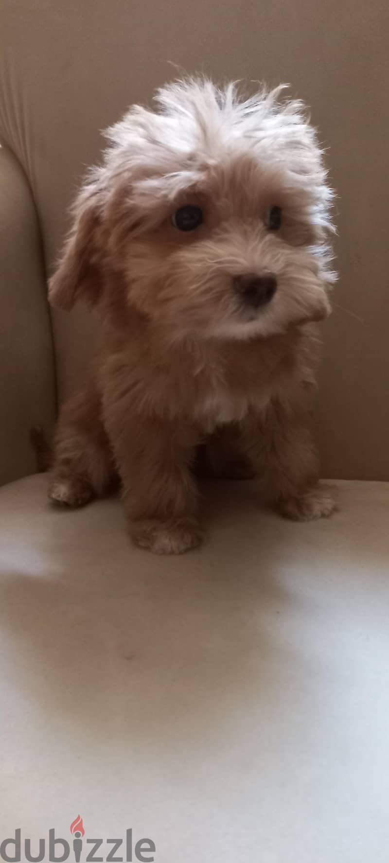 maltipoo & poodle 2