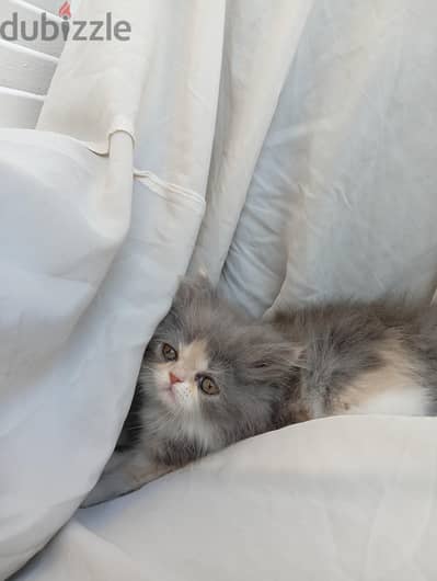 قطه بنت بيرشن متاح توصيل