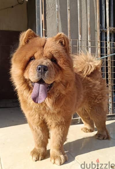 كلب الملوك و المشاهير  أجمل  أنثى تشاو تشاو Chow chow