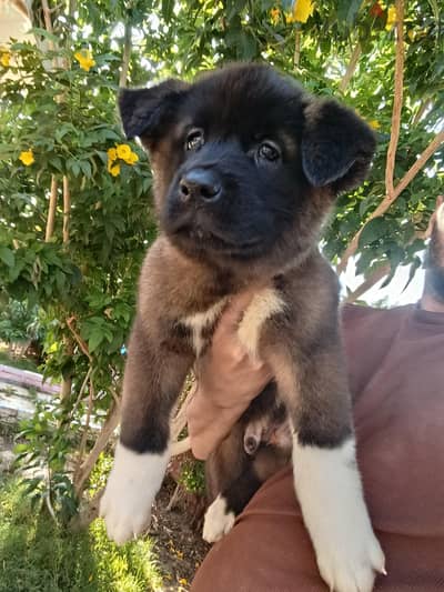 akita اكيتا