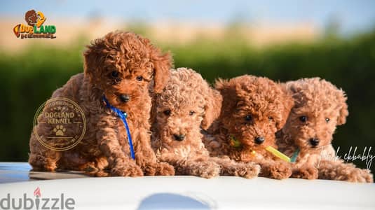 poodle puppies quality