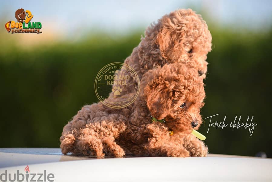poodle puppies quality 3