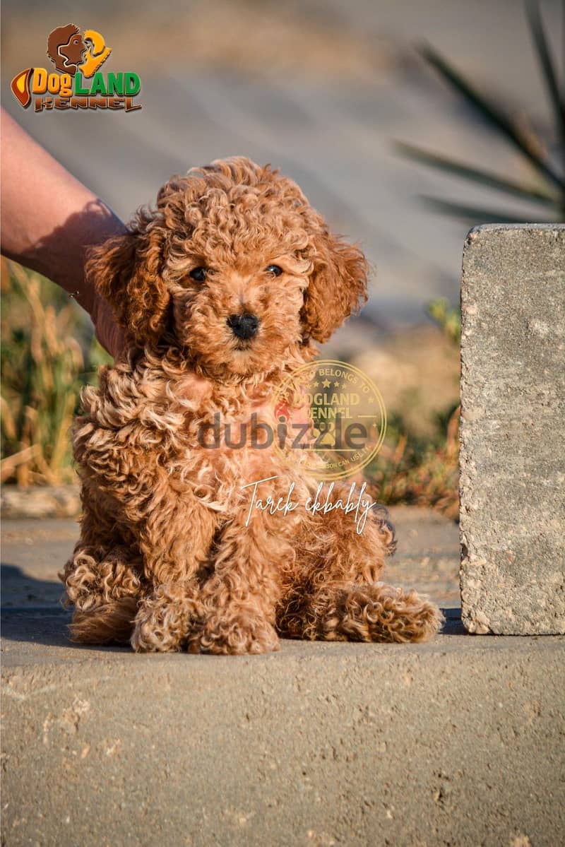 poodle puppies quality 4