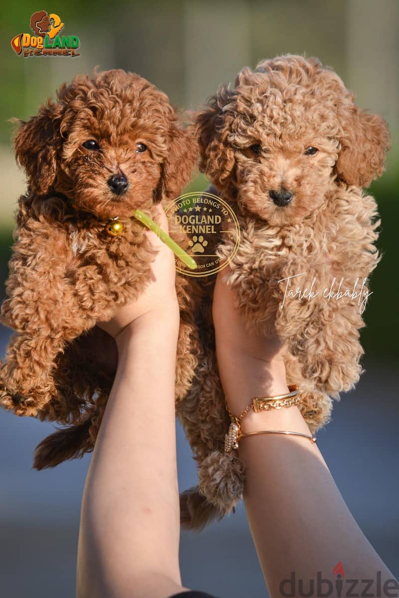 poodle puppies quality 5