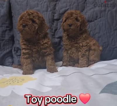 Toy Poodle