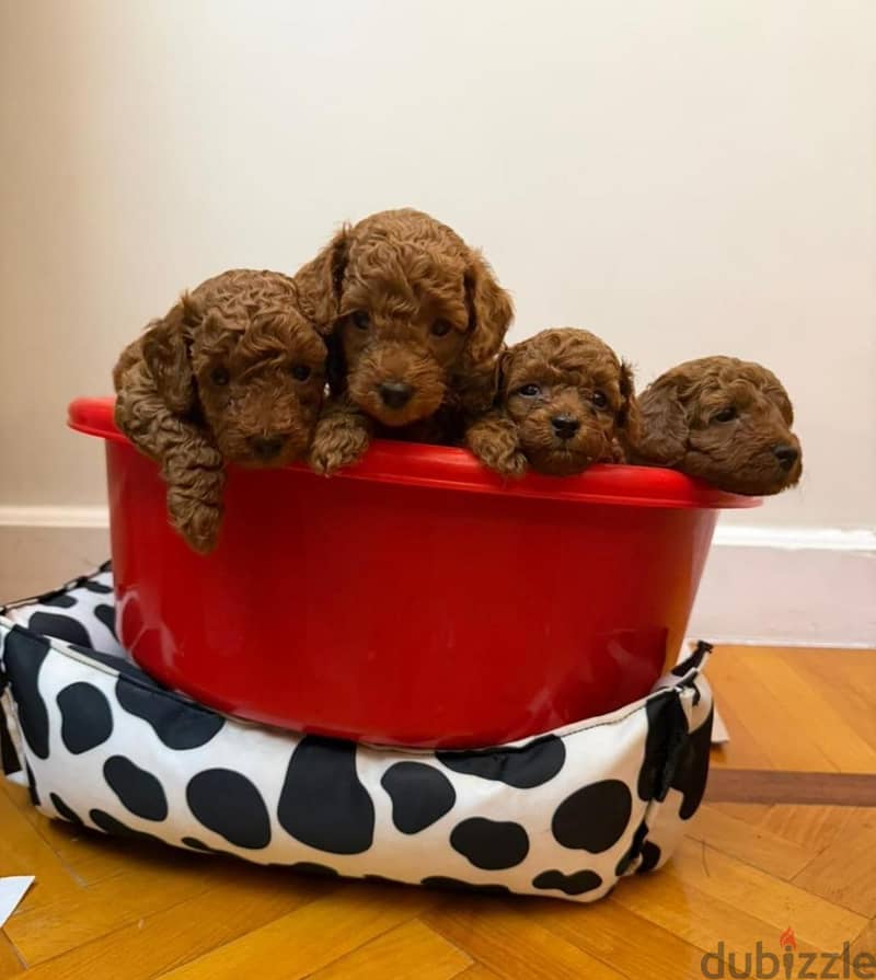 Toy Poodle 1