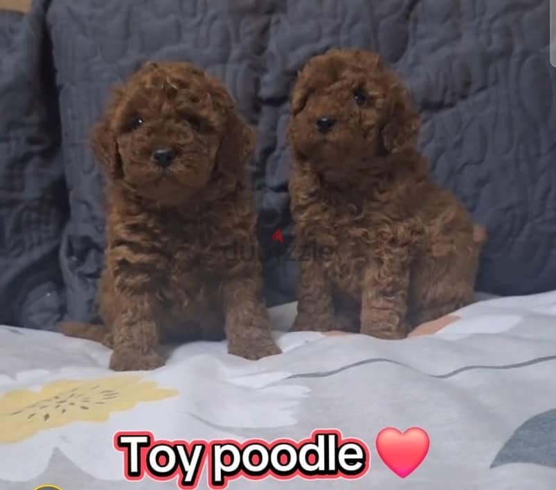 Toy Poodle 2