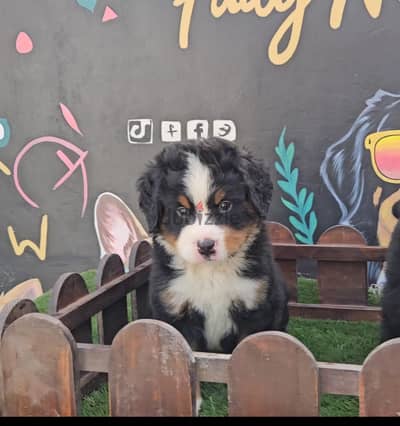 Bernese Mountain Dog