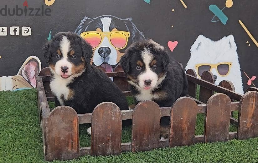 Bernese Mountain Dog 1