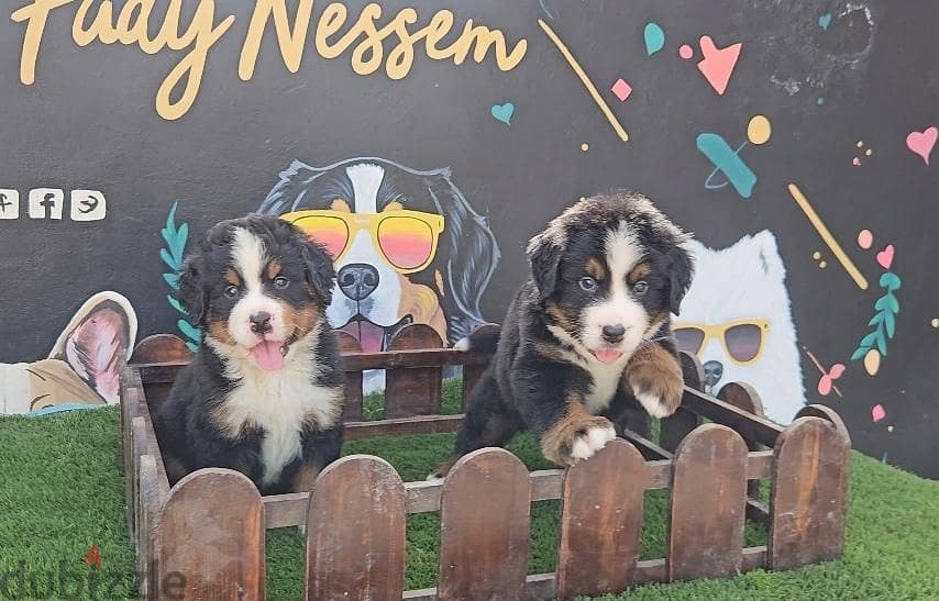 Bernese Mountain Dog 2