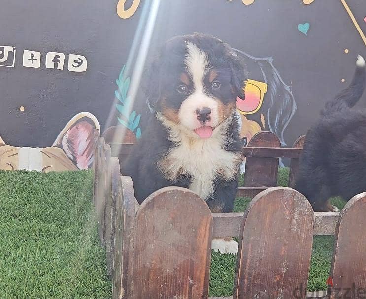 Bernese Mountain Dog 3